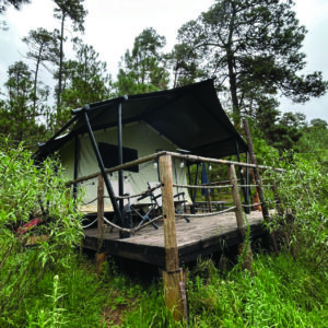 Nuevas forest tent Lobo glamp